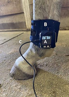 Brief research report: Photoplethysmography pulse sensors designed to detect human heart rates are ineffective at measuring horse heart rates